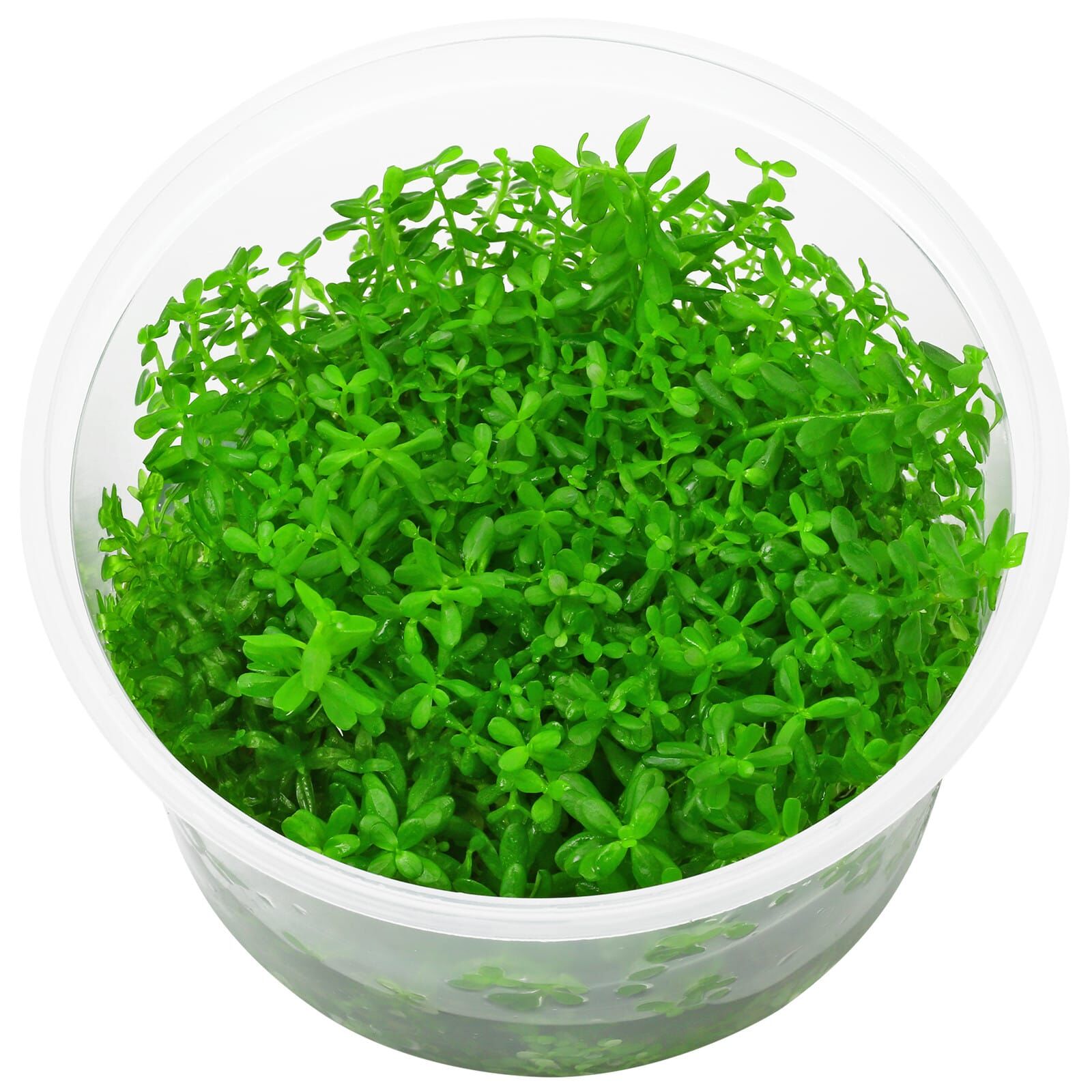 Rotala rotundifolia "Laos"