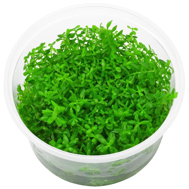 Rotala rotundifolia &quot;Laos&quot;