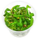 Persicaria sp. Sao Paulo - in Vitro
