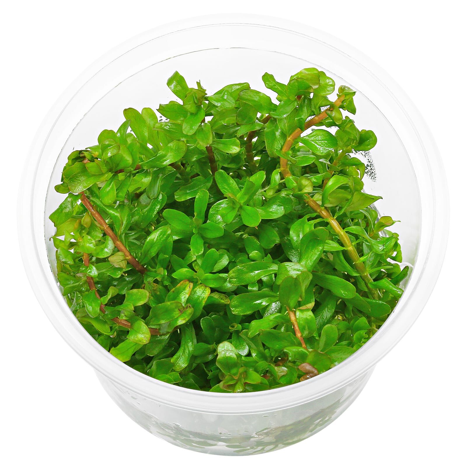 Rotala rotundifolia 'Shimoga'