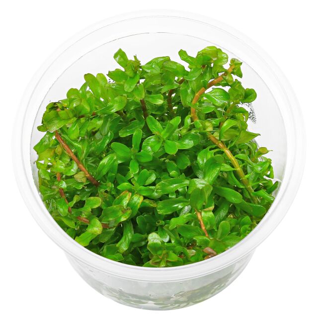 Rotala rotundifolia 'Shimoga' - in Vitro