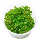 Rotala rotundifolia Shimoga - in Vitro