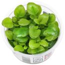 Lobelia cardinalis Mini - 1-2-GROW!