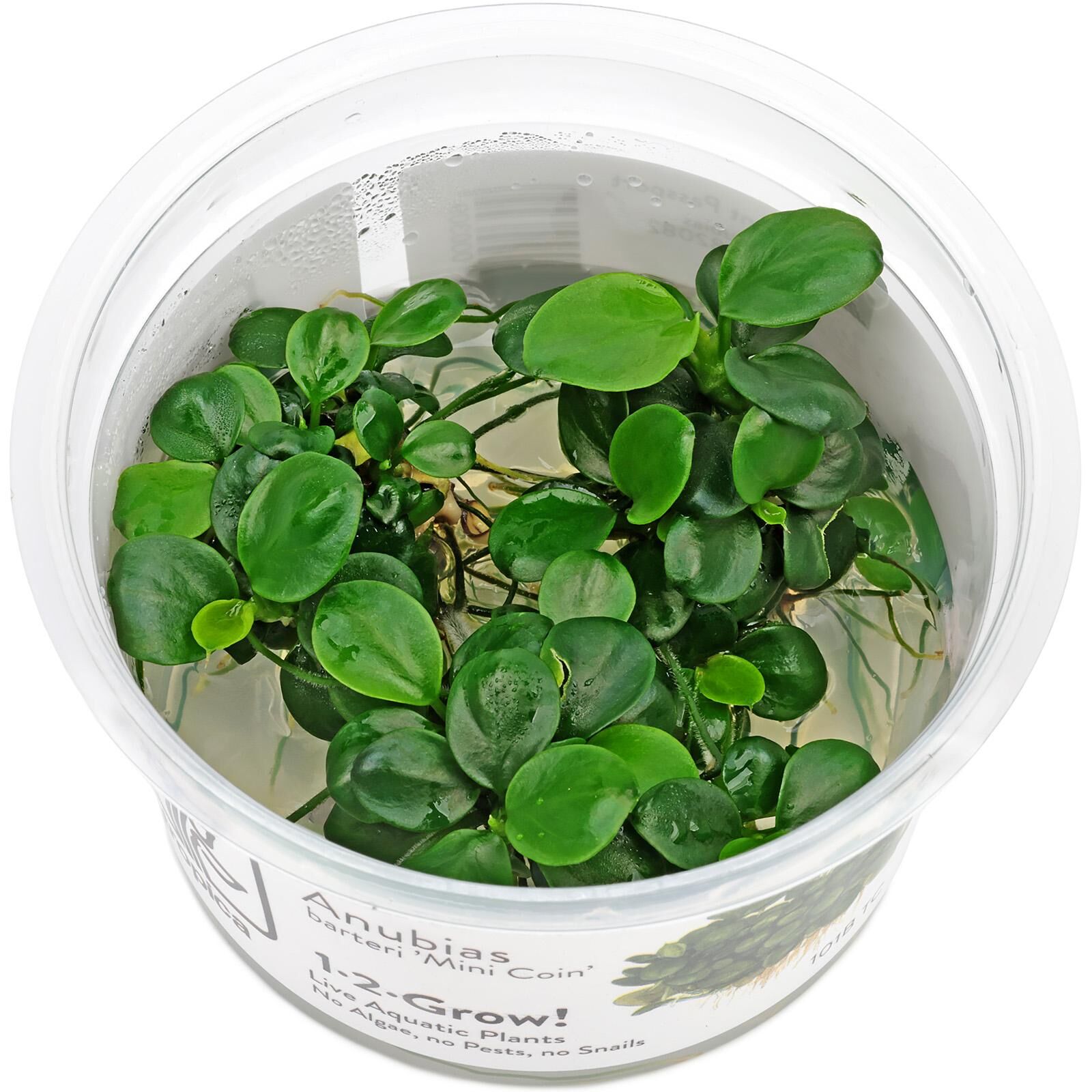 Anubias barteri var. nana 'Mini Coin'