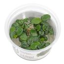 Anubias barteri var. nana 'Mini Coin' - 1-2-GROW!