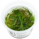Eleocharis acicularis - 1-2-GROW!