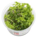 Hottonia palustris - 1-2-GROW!