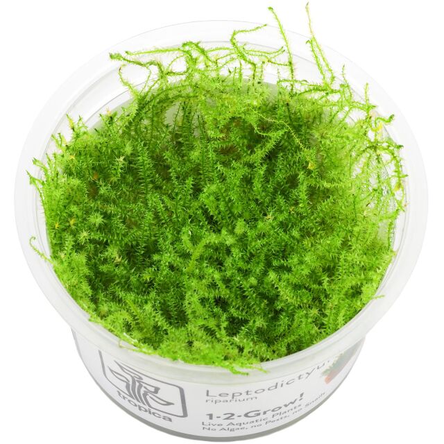 Leptodictyum riparium