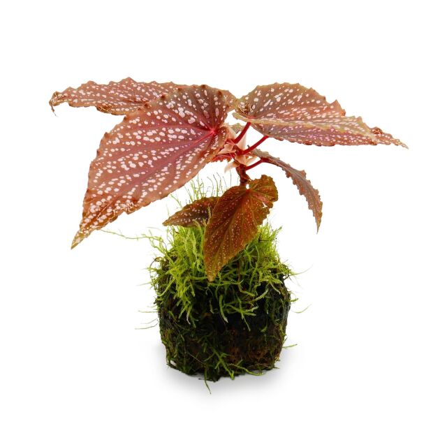 OPAquatics - WabiKusa Substrate Ball