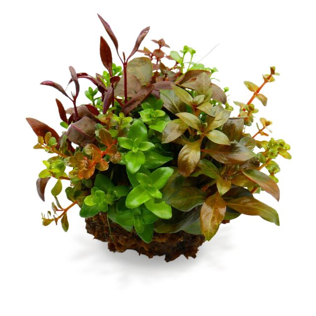 OPAquatics - WabiKusa Substrate Ball