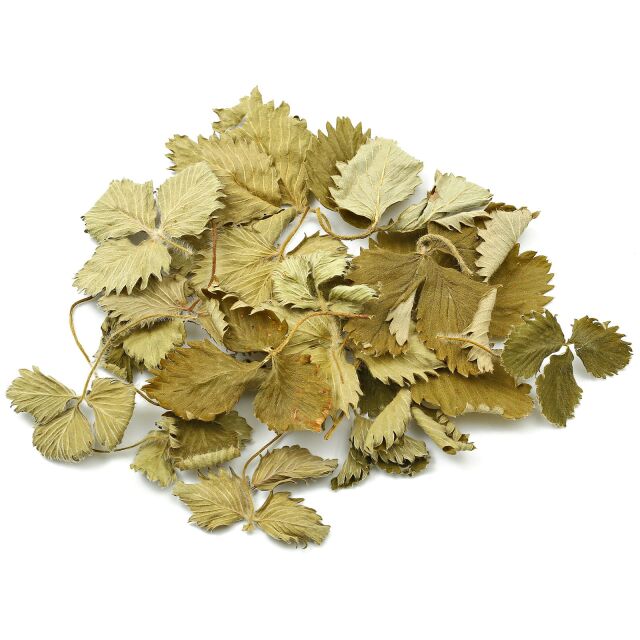 Forest Strawberry Leaves - Green - 10x
