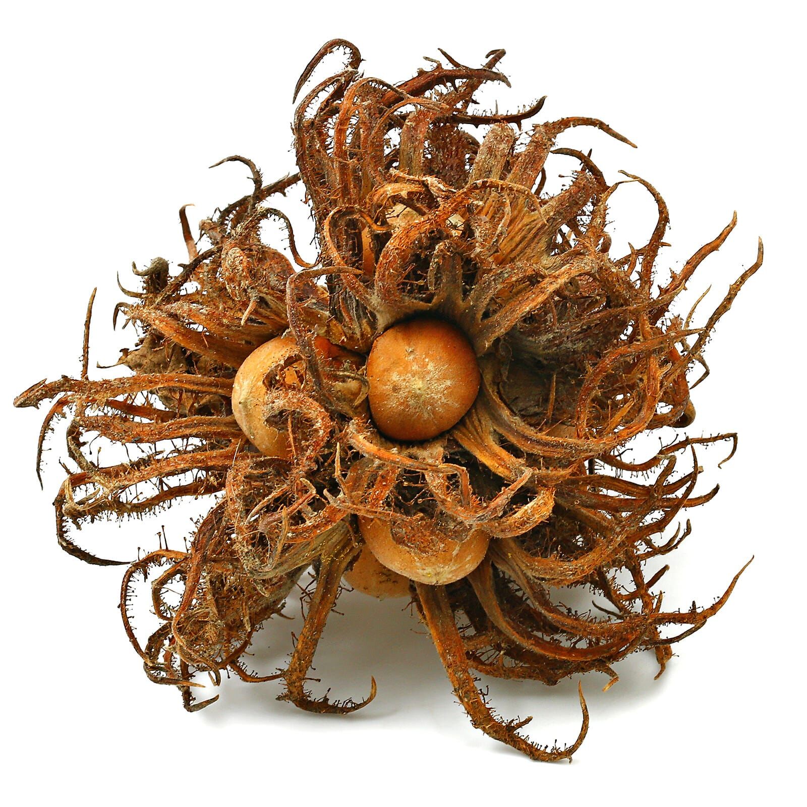 Premium Turkish Hazelnut - 1x