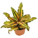 Cryptanthus bivittatus "Brown"