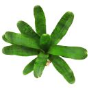 Neoregelia Afrodita