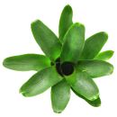 Neoregelia Amaranda