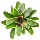 Neoregelia concentrica Albomarginata