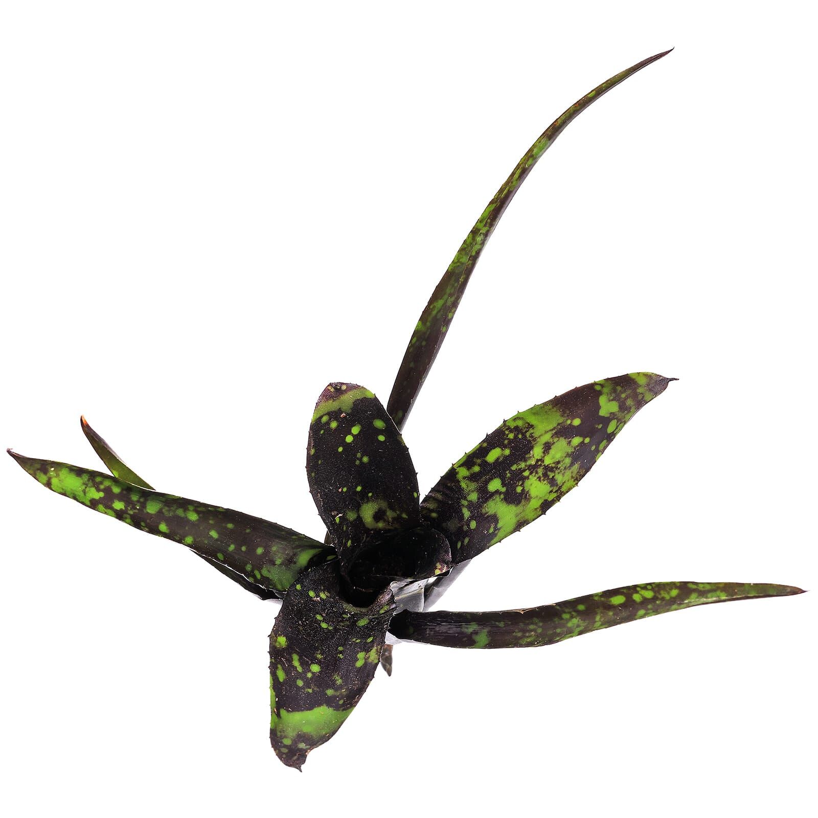 Neoregelia 'Domino'