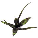 Neoregelia Domino