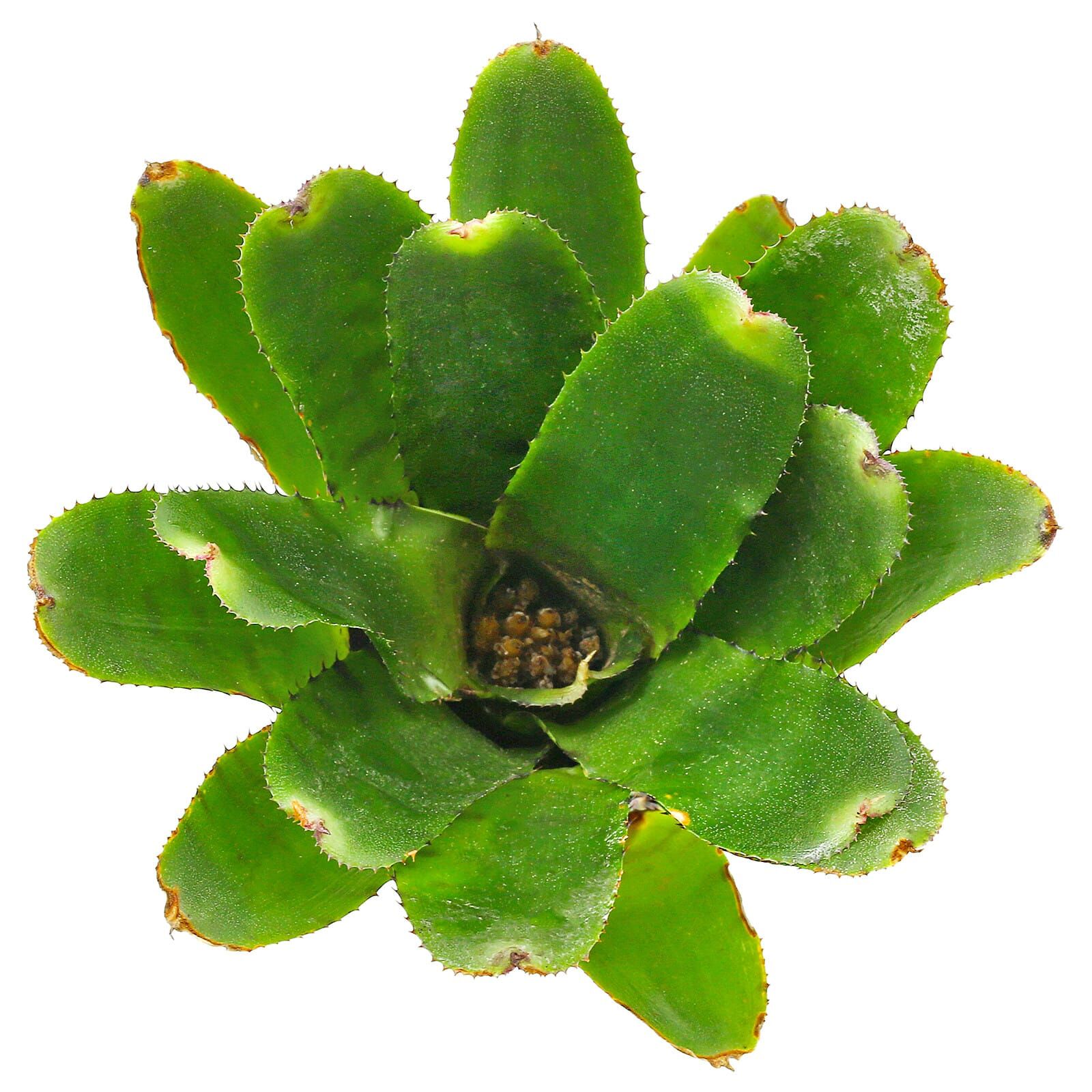 Neoregelia 'Eritrea'