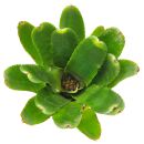 Neoregelia Eritrea