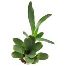 Neoregelia Flerida
