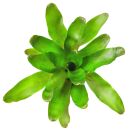 Neoregelia Fuego Ancho