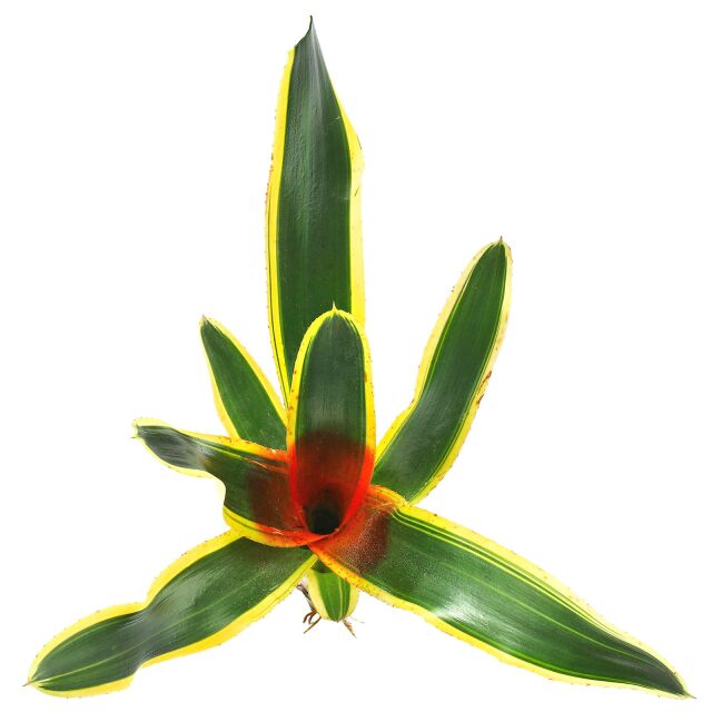 Neoregelia 'Iphigenie'