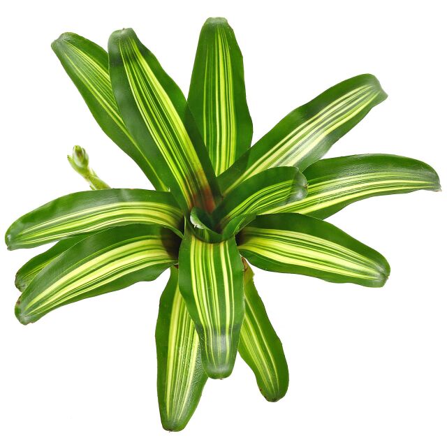 Neoregelia 'Iris'