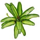 Neoregelia Iris
