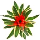 Neoregelia Madame van Durme