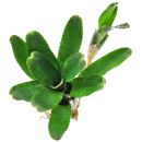 Neoregelia punctatissima Compacta
