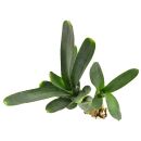 Neoregelia punctatissima Wide
