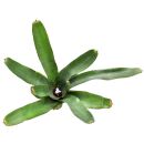 Neoregelia Red Lips