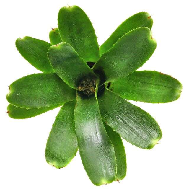 Neoregelia 'Thera'