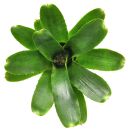 Neoregelia Thera