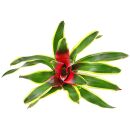 Neoregelia Franca