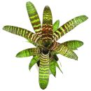 Vriesea fosteriana Red