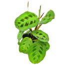 Maranta leuconeura Kerchoveana