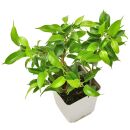 Ficus benjamina