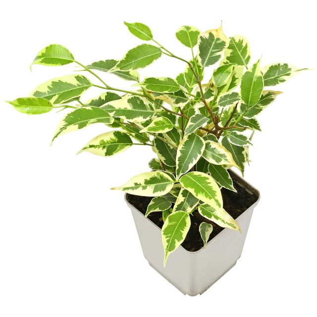 Ficus benjamina 'Variegata'