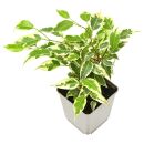 Ficus benjamina Variegata