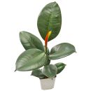 Ficus elastica "Dunkellaubig"