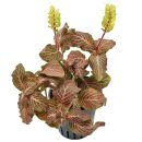 Fittonia albivenis "Red"