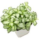 Fittonia albivenis White Anne