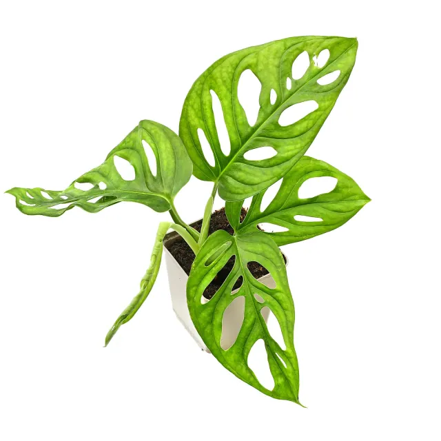 Monstera adansonii - Topf L | Aquasabi - Aquarium Shop