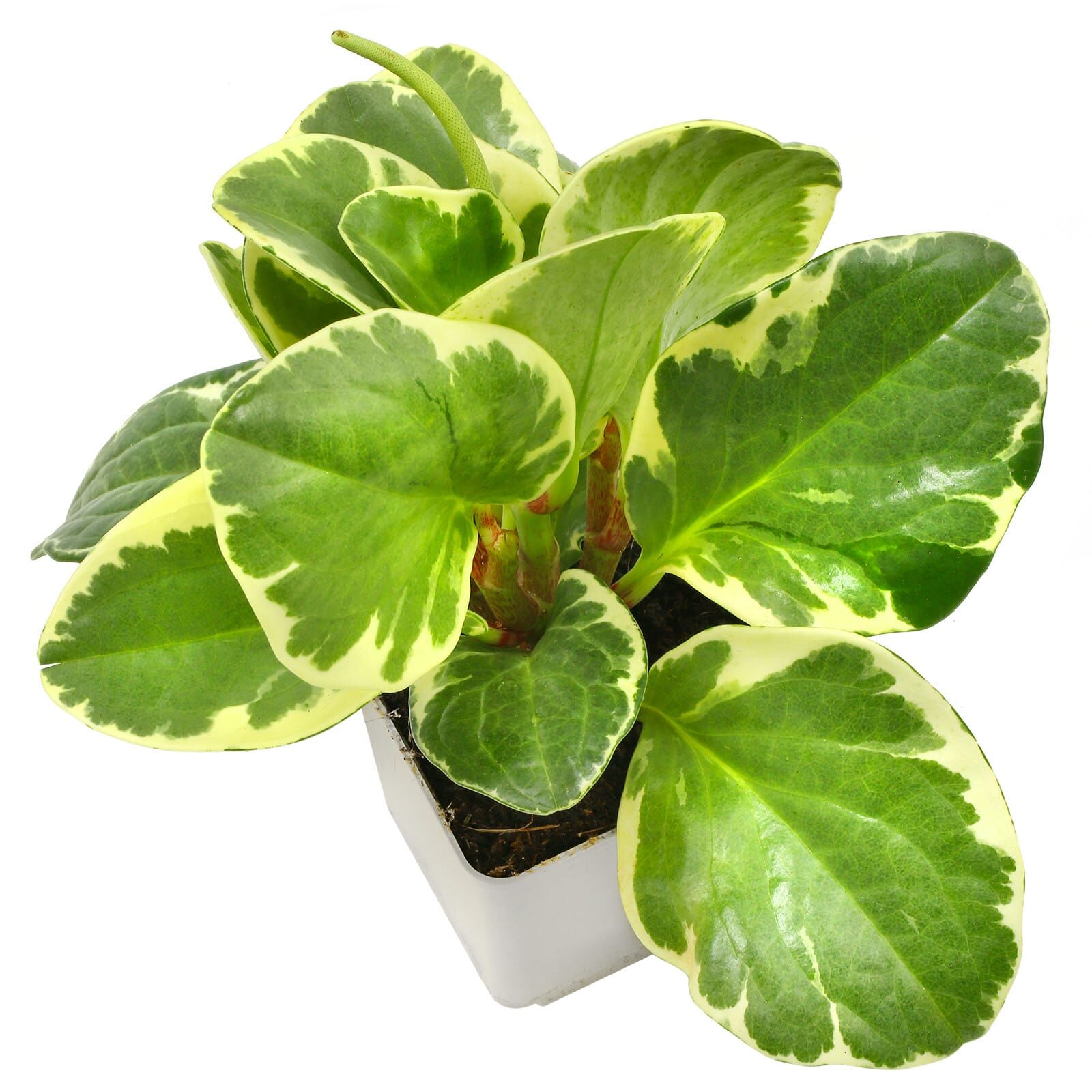 Peperomia obtusifolia \'Variegata\' - Topf L | Aquasabi - Aquaristik Shop