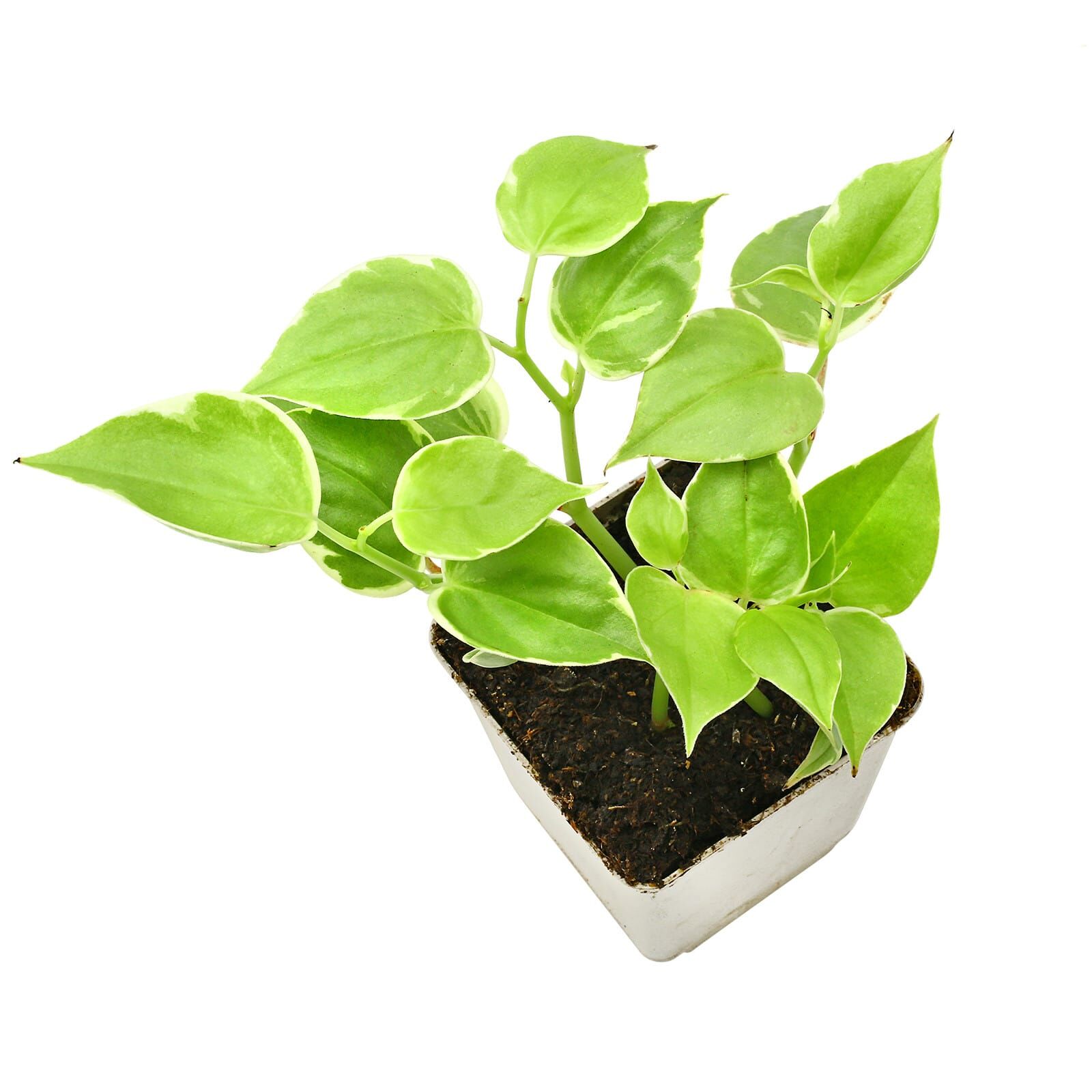 Peperomia serpens 'Variegata'