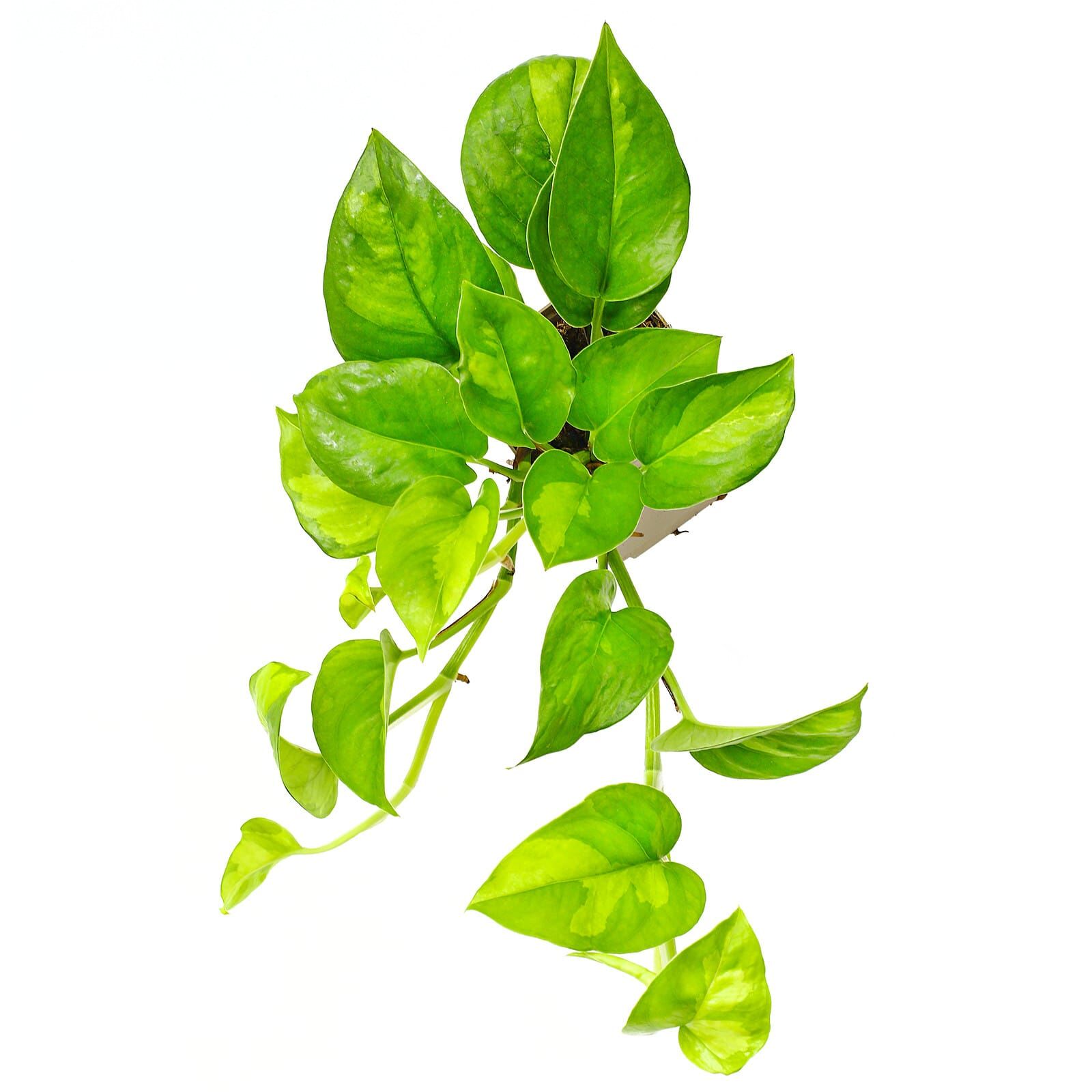 Epipremnum aureum 'Global Green'