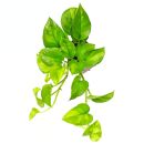 Epipremnum aureum Global Green