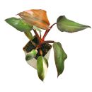 Philodendron Pink Princess